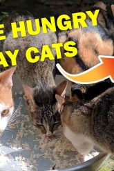 [ID: 2CNJX2wjahI] Youtube Automatic