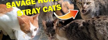 [ID: 2CNJX2wjahI] Youtube Automatic