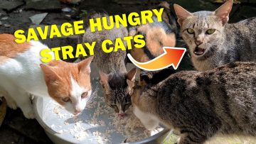 [ID: 2CNJX2wjahI] Youtube Automatic