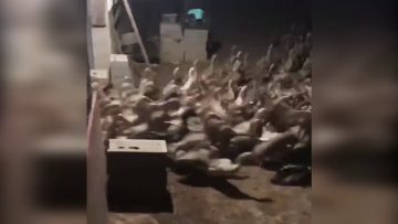 [ID: 7GwGu8QVpLU] Youtube Automatic