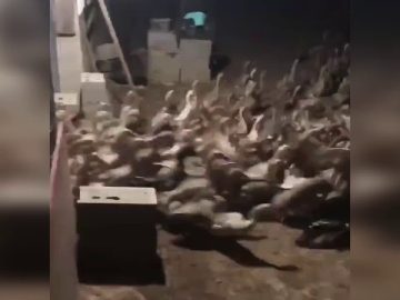 [ID: 7GwGu8QVpLU] Youtube Automatic