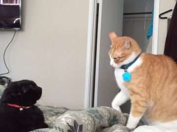 [ID: 8R_7KCtShkU] Youtube Automatic