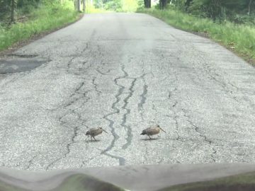 [ID: aB9DC9orYaM] Youtube Automatic