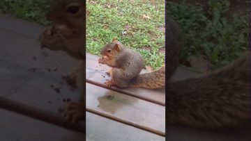 [ID: Ab_BdFr1BGg] Youtube Automatic