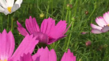 [ID: ASEkuZQQkN4] Youtube Automatic