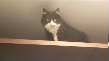 [ID: BJ3kw3o9Hzs] Youtube Automatic