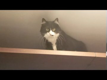 [ID: BJ3kw3o9Hzs] Youtube Automatic