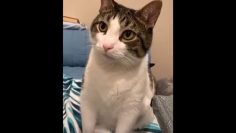 [ID: DS1q2e7Mj4c] Youtube Automatic