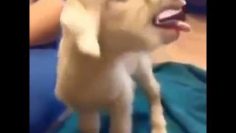 [ID: DV_3qx-oBms] Youtube Automatic