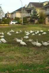 [ID: F-X4SLhorvw] Youtube Automatic