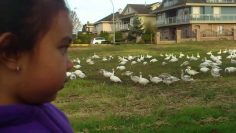 [ID: F-X4SLhorvw] Youtube Automatic