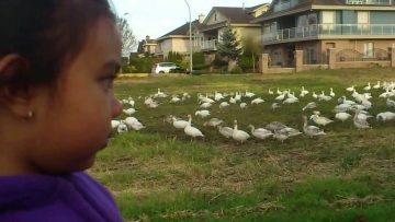 [ID: F-X4SLhorvw] Youtube Automatic