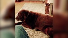 [ID: f9v4AL3SquY] Youtube Automatic