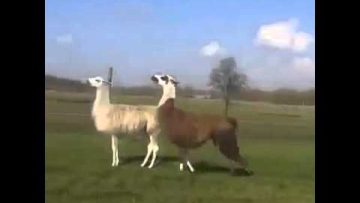 [ID: FqC2lO3Yy_4] Youtube Automatic