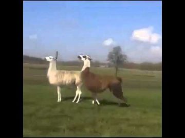 [ID: FqC2lO3Yy_4] Youtube Automatic