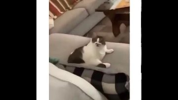 [ID: fQyxFuqhwDw] Youtube Automatic