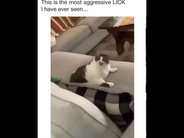 [ID: fQyxFuqhwDw] Youtube Automatic