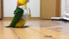 [ID: g01TCMmIIKc] Youtube Automatic