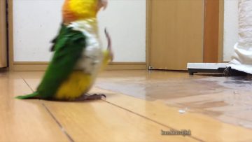 [ID: g01TCMmIIKc] Youtube Automatic