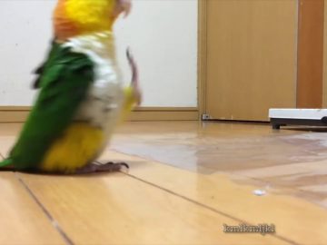 [ID: g01TCMmIIKc] Youtube Automatic