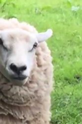 [ID: G7aETzLDmwE] Youtube Automatic