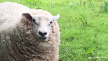 [ID: G7aETzLDmwE] Youtube Automatic