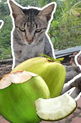 [ID: ga3TH7qD0Vc] Youtube Automatic