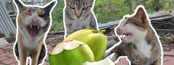 [ID: ga3TH7qD0Vc] Youtube Automatic