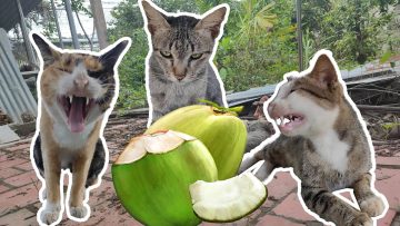 [ID: ga3TH7qD0Vc] Youtube Automatic