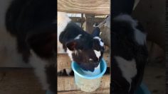 [ID: hboXKCyV_AU] Youtube Automatic