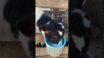 [ID: hboXKCyV_AU] Youtube Automatic