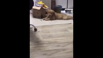 [ID: hyRUy8f8Jwc] Youtube Automatic