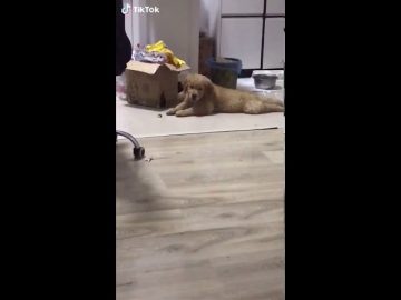 [ID: hyRUy8f8Jwc] Youtube Automatic