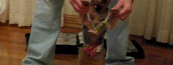 [ID: IClJfvMHtpo] Youtube Automatic