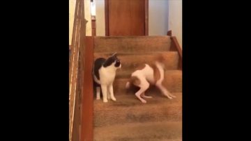 [ID: Iln6xfwYt8A] Youtube Automatic