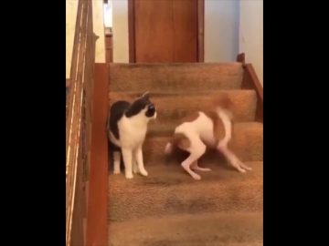 [ID: Iln6xfwYt8A] Youtube Automatic