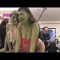[18+] Crazy Japan Gameshow TV | Wear a bikini play bida