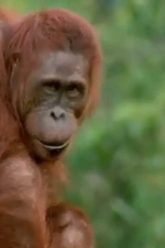 [ID: L-v9Gvn9E7A] Youtube Automatic