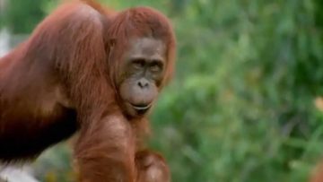 [ID: L-v9Gvn9E7A] Youtube Automatic