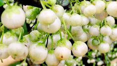 [ID: lcBU1n0Vsnw] Youtube Automatic