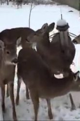 [ID: MUINFs1Sp94] Youtube Automatic