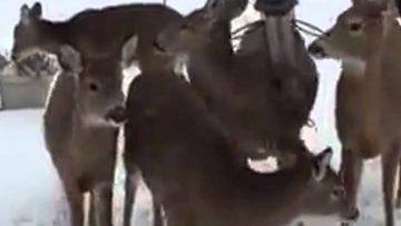 [ID: MUINFs1Sp94] Youtube Automatic