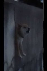 [ID: mZpa3nOLOa8] Youtube Automatic