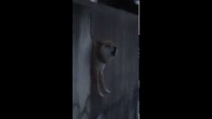 [ID: mZpa3nOLOa8] Youtube Automatic