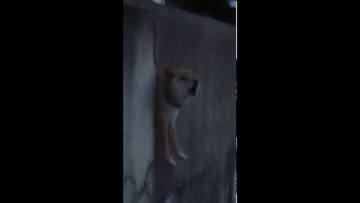 [ID: mZpa3nOLOa8] Youtube Automatic