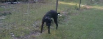 [ID: N8fwtkC5UJU] Youtube Automatic