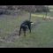 Dog pees on electric fence