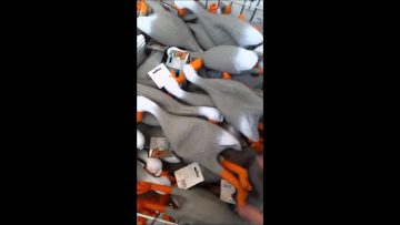 [ID: nHc288IPFzk] Youtube Automatic