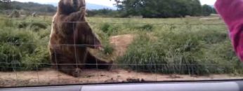 [ID: O6Xo21L0ybE] Youtube Automatic