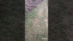 [ID: owF8XQms9Bw] Youtube Automatic